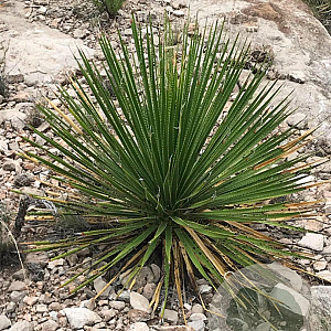 Dasylirion leiophyllum 80-100 cm 35L