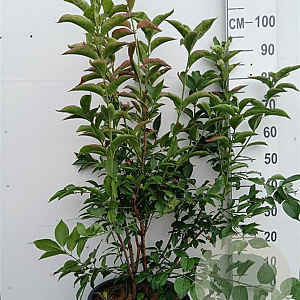 Euonymus europaeus 'Red Cascade' 100-125 cm 20L