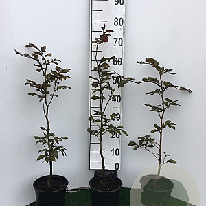 Fagus syl. 'Atropunicea' 40-60 cm 4,0L struik