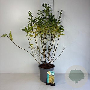 Forsythia int. 'Lynwood' 60-80 cm cont. 65L