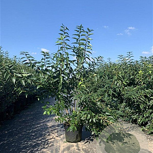 Forsythia int. 'Lynwood' 125-150 cm 12L