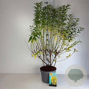 Forsythia int. Week-End 100-125 cm 10L