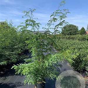 Gleditsia triacanthos inermis 175-200 cm 20L