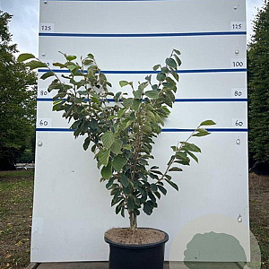 Hamamelis int. 'Arnold Promise' 100-125 cm 20L