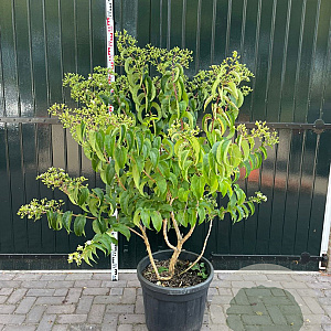 Heptacodium micon. Temple of Bloom 125-150 cm 20L