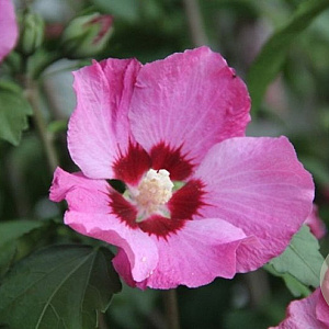Hibiscus syr. Pink Giant 125-150 cm 50L