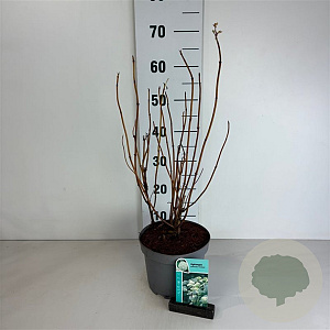 Hydrangea a. 'Annabelle' 50-60 cm 35L