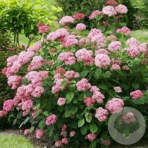 Hydrangea a. Candybelle Bubblegum 100-125 cm 20L