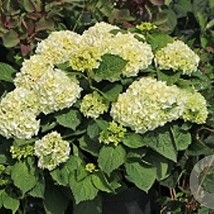 Hydrangea macrophylla 'Duro' 60-80 cm 20L breed