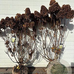 Hydrangea pan. Skyfall 80-100 cm met kluit