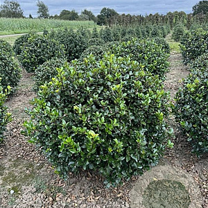 Ilex meserv. 'Blue Prince' 70-80 cm met kluit bol