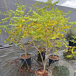 Koelreuteria paniculata 125-150 cm 20L