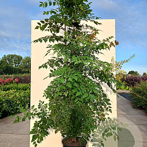 Koelreuteria paniculata 175-200 cm 20L