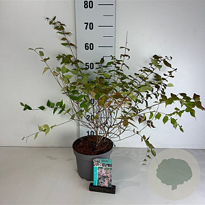 Kolkwitzia amabilis 'Pink Cloud' 50-60 cm 35L