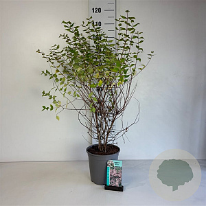 Kolkwitzia amabilis 'Pink Cloud' 60-80 cm cont. 65L