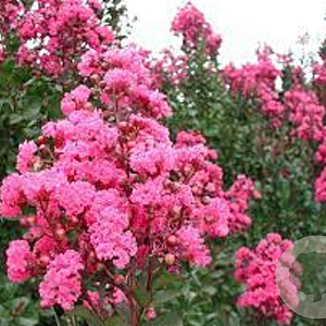 Lagerstroemia indica 'Pink Velour' 125-150 cm 20L