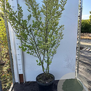 Ligustrum oval. 'Aureum' 100-125 cm 12L