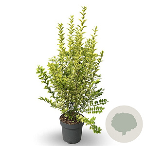 Ligustrum oval. 'Aureum' 100-125 cm 12L