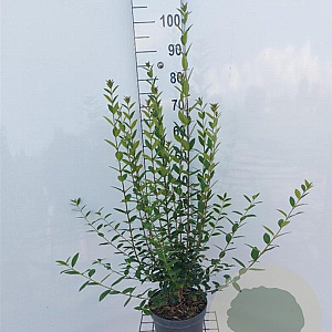 Ligustrum vulg. 'Atrovirens' 60-80 cm 4,0L