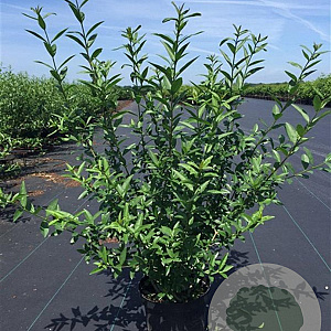 Ligustrum vulg. 'Atrovirens' 60-80 cm 4,0L