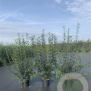 Ligustrum vulg. 'Atrovirens' 80-100 cm 4,0L