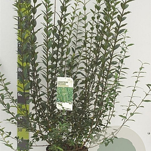 Ligustrum vulg. 'Atrovirens' 100-125 cm 12L