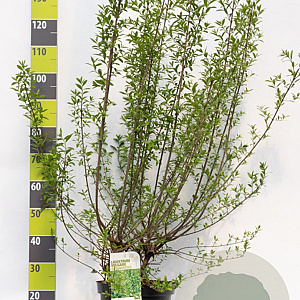 Ligustrum vulg. 'Atrovirens' 100-125 cm 12L