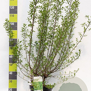 Ligustrum vulg. 'Atrovirens' 100-125 cm 12L
