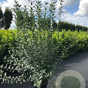Ligustrum vulg. 'Atrovirens' 100-125 cm 12L