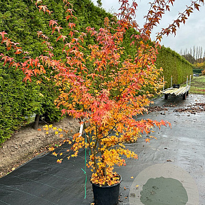 Liquidambar styraciflua 175-200 cm 20L