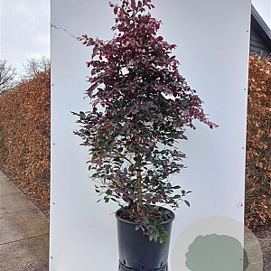 Loropetalum c. 'Fire Dance' 125-150 cm 35L