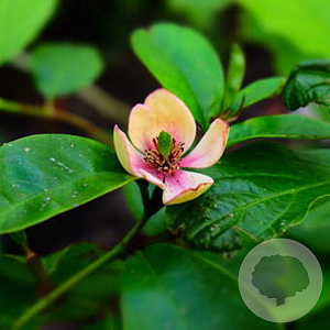 Magnolia figo 200-250 cm cont. 180L