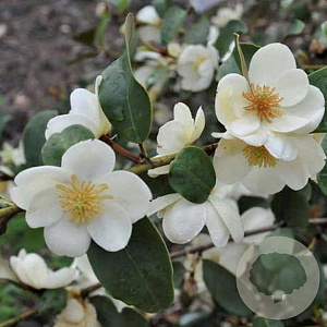 Magnolia laevifolia 'Gails Favourite' 125-150 cm 50L