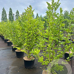 Magnolia loebneri 'Merrill' 125-150 cm 20L