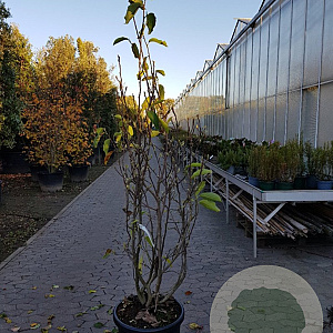 Magnolia soulangeana 175-200 cm 50L