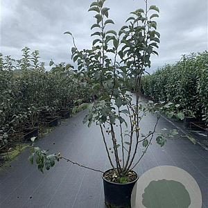 Malus 'Evereste' 125-150 cm 20L