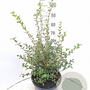 Osmanthus burkwoodii 60-80 cm 20L