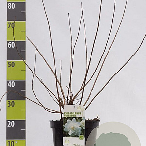 Philadelphus 'Virginal' 100-125 cm 12L