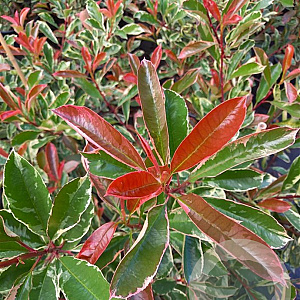 Photinia fraseri Pink Marble 175-200 cm cont. 80L