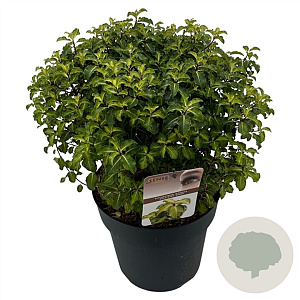 Pittosporum ten. 'Gold Star' 15-20 cm 2,0L