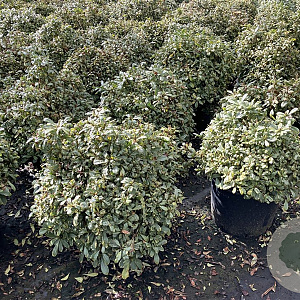 Pittosporum tob. 'Neige du Mont Ventoux'® 60-80 cm 20L breed