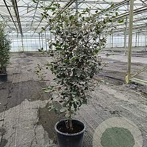 Quercus ilex 100-125 cm 20L
