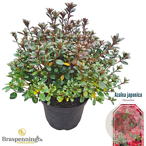 Rhod. (AJ) 'Maruschka' rood 25-30 cm 4,0L