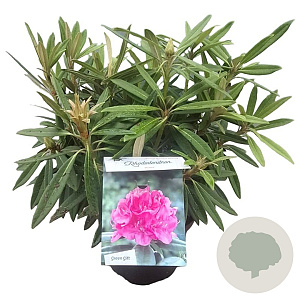 Rhododendron (AC) 'Anna' 30-40 cm 5,0L struik
