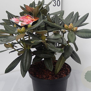 Rhododendron (Y) 'Fantastica' 30-40 cm 5,0L