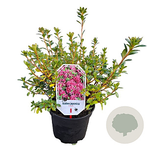 Rhododendron (AJ) 'Fumiko' 20-25 cm 2,0L