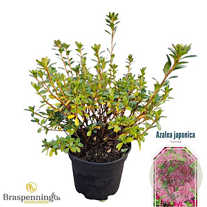 Rhododendron (AJ) 'Fumiko' 20-25 cm 2,0L