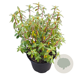 Rhododendron 'Gristede' 25-30 cm 3,5L