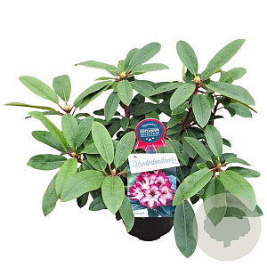 Rhododendron 'Hans Hachmann' 30-40 cm 5,0L struik