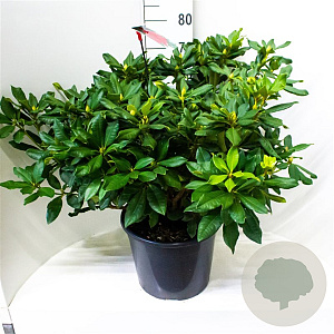 Rhododendron 'Lord Roberts' 60-70 cm 20L